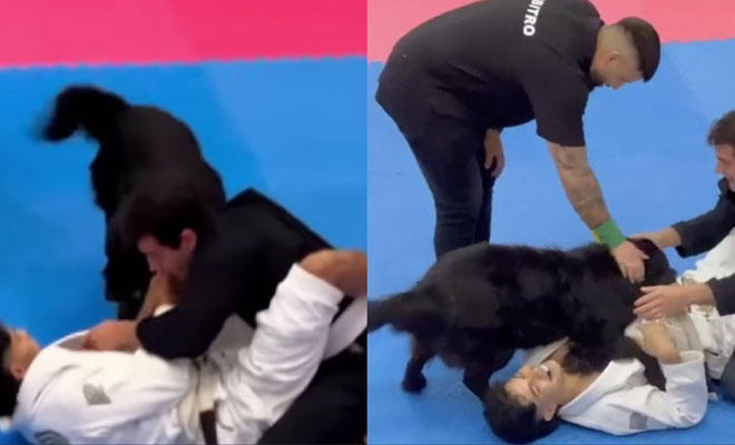 Мужчина с собакой пришел на айкидо и вышел на татами. Через 5 минут пес выбежал спасать хозяина