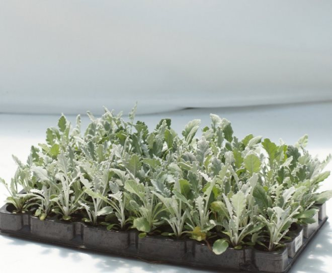 «Седой» цветок или прекрасное комнатное растение цинерария (61 фото)