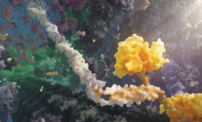 Ученые впервые сняли на видео, как в мозгу человека гормоны создают счастье