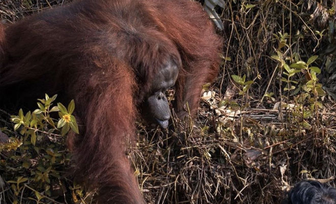 Мужчина упал в болото в джунглях: на помощь пришел орангутан и протянул руку