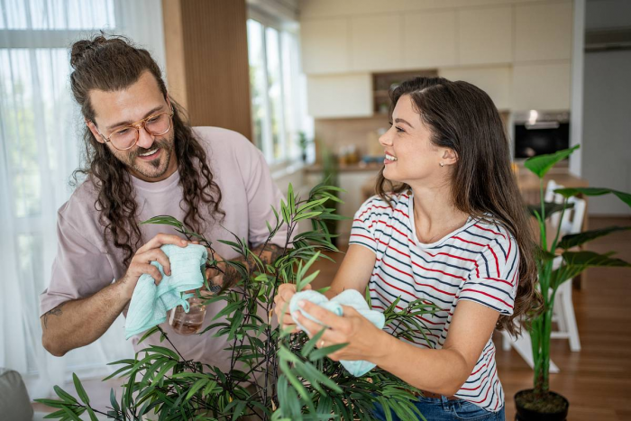 Тля на комнатных растениях: что это такое, как выглядит и как с ней бороться