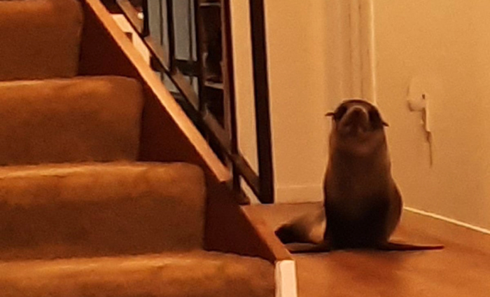 Люди думали, что внизу шумит кошка и пошли проверить: на первом этаже по дому слонялся настоящий тюлень