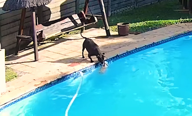 Шпиц шел по краю бассейна и случайно упал в воду. На помощь пришла другая собака: видео