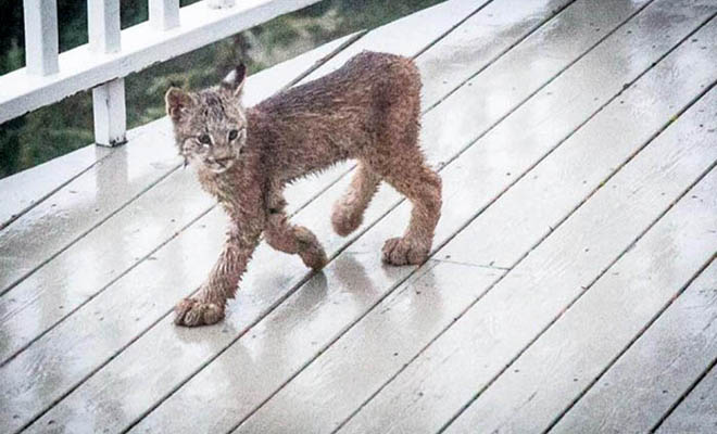 Парень прикормил котенка рыси, но на утро увидел на крыльце уже целую стаю: видео