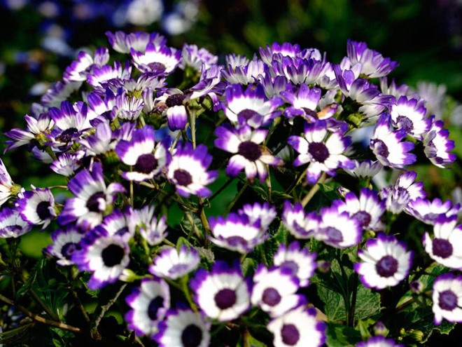 «Седой» цветок или прекрасное комнатное растение цинерария (61 фото)