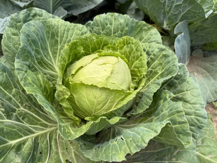 Эта капуста переживет зиму и не сдастся: сорт, которому нипочем мороз, засуха и вредители