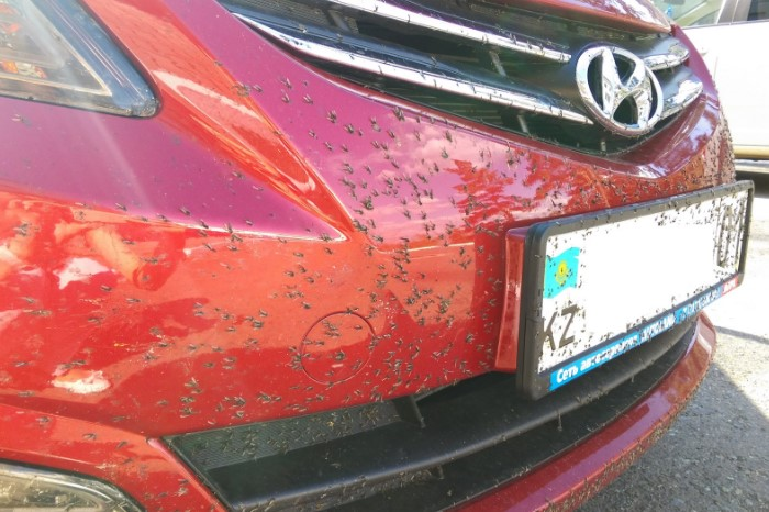 Как уберечь лобовое стекло и кузов от загрязнения из-за столкновения с мошками