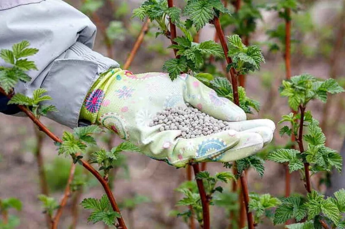 Весенняя подкормка малины для высокого урожая