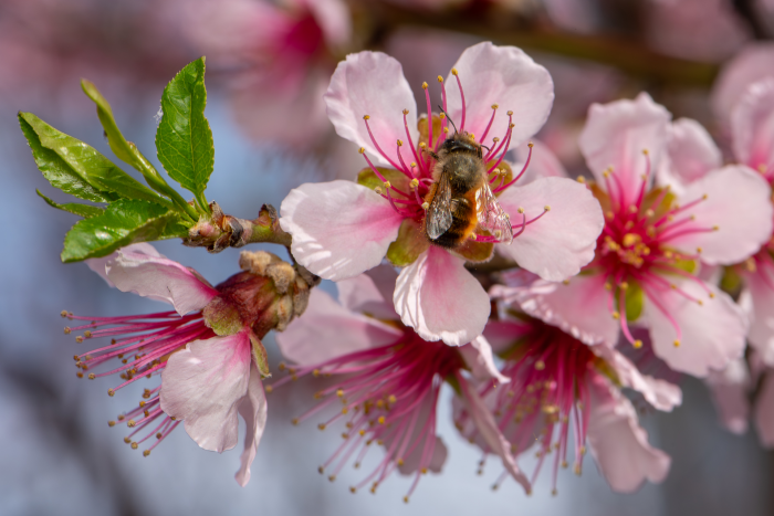 Записки астраханского натуралиста. Для кого цветут сады?