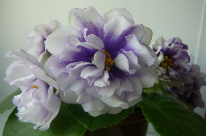 Самые красивые сорта фиалок