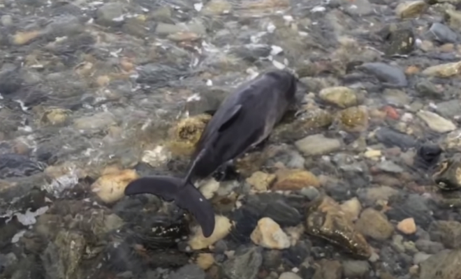 Собака на пляже заволновалась и потянула хозяина за собой. У кромки воды ждал помощи дельфин