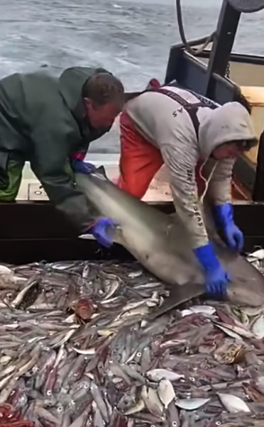 Я не доела: акула попала на рыболовецкое судно и отказалась уходить без обеда