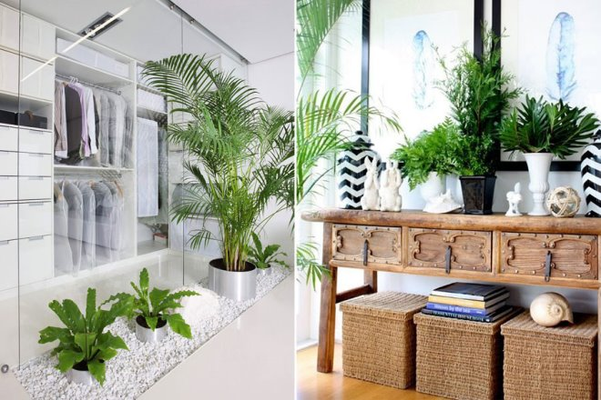 Комнатные растения в интерьере квартиры (112 фото)