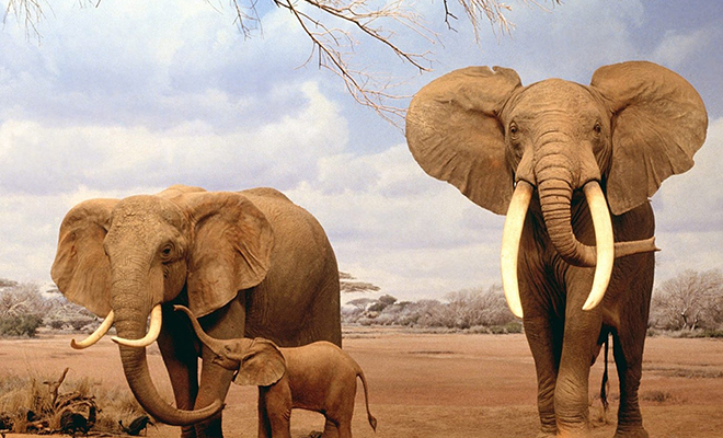 Самый большой слон мира попал на видео: он высотой с трехэтажный дом и весит как 2 обычных слона