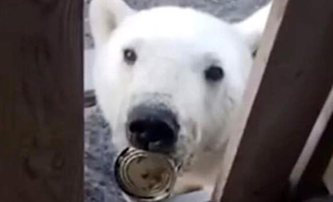 Белый медведь с банкой сгущенки во рту пришел к людям и попросил помощи: видео
