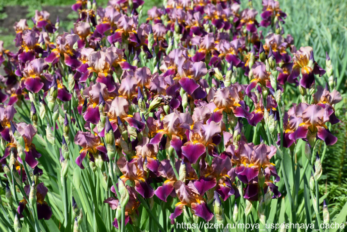 Весенний уход за ирисами: ключевые этапы для пышного цветения