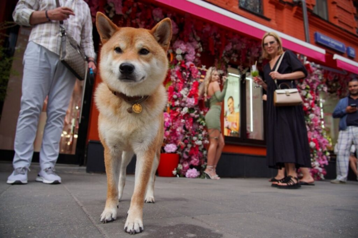 Обходите стороной: породы собак, которые не подходят новичкам