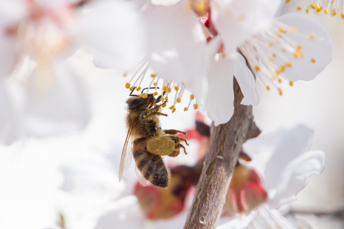 Записки астраханского натуралиста. Для кого цветут сады?