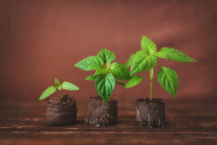 Никогда не делайте этого с рассадой! 5 фатальных ошибок, которые парализуют рост