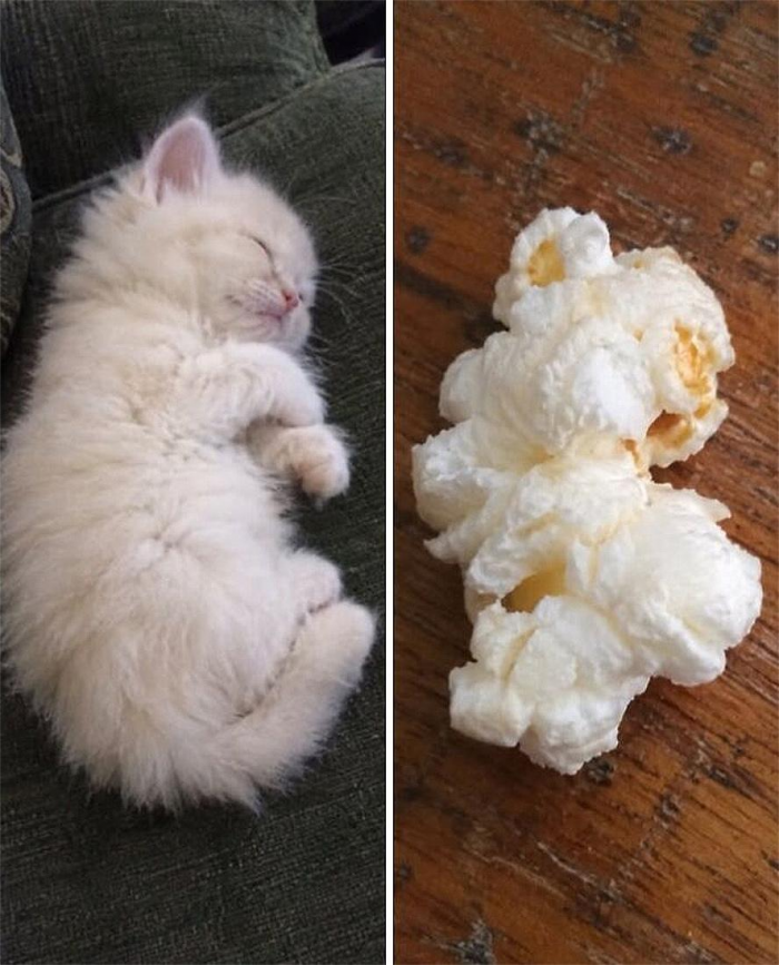 Коты похожи на еду: подборка фотографий