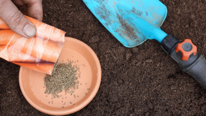 Подзимний посев моркови: когда и как сажать овощ осенью, чтобы получить ранний урожай