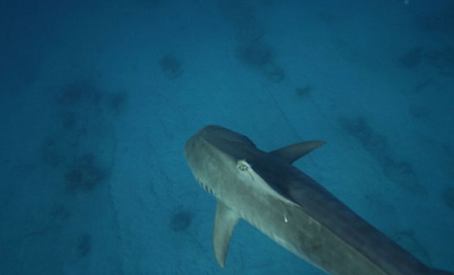 Существа со дна Бермудского треугольника. Ученые спустились в бездну в поисках аномальных созданий: видео