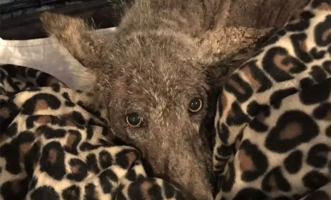 Женщина увидела в лесу следы и вышла на странную собаку, которая замерзла. Но ...из показал, что это не собака