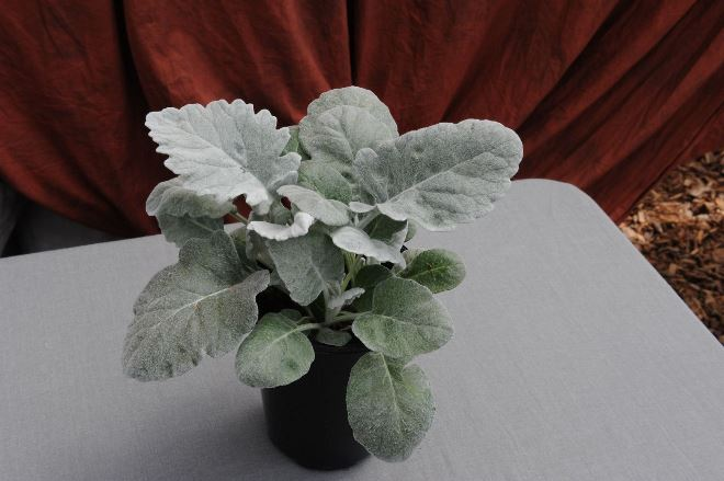 «Седой» цветок или прекрасное комнатное растение цинерария (61 фото)