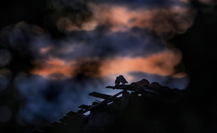 Супер-совы 2026