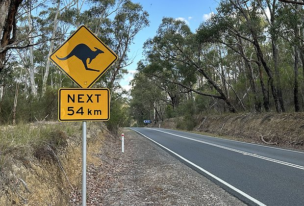 Кенгуру: что это за животное, как выглядит и опасно ли для людей