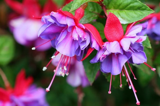 Комнатные растения в интерьере квартиры (112 фото)