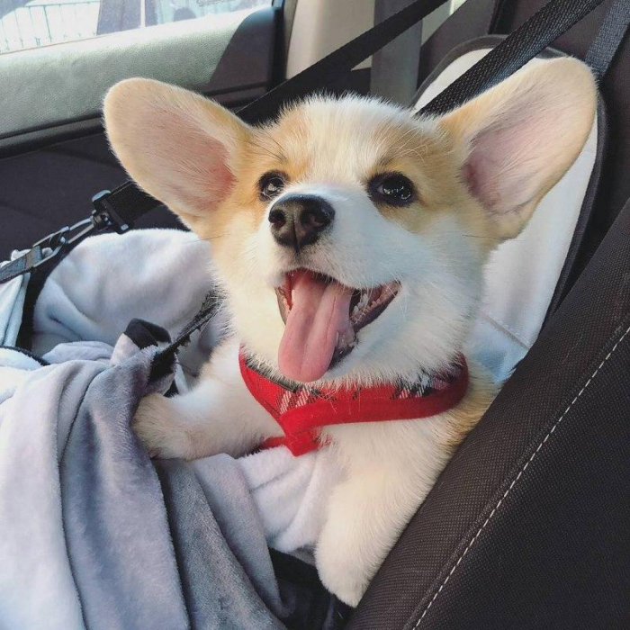 Посмотрите на 25+ фото и видео с самыми забавными ушастыми корги. И как можно быть такими милыми булочками?