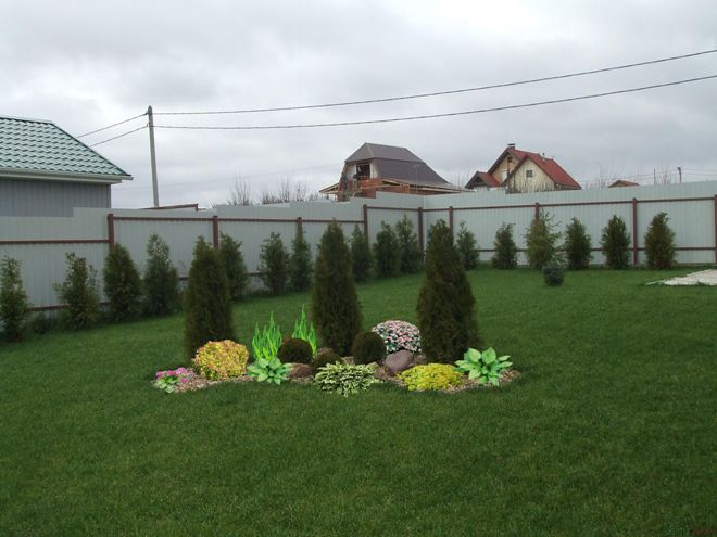 Хвойные растения для сада: выбираем самые неприхотливые культуры (65 фото)