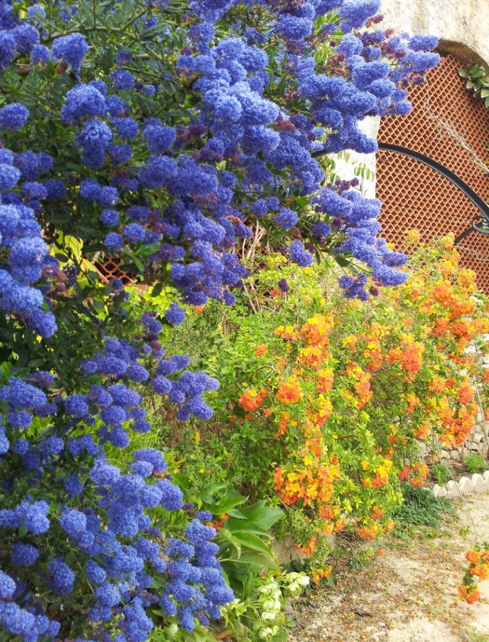 Неприхотливые декоративные кустарники в ландшафтном дизайне: фото и описания (56 фото)