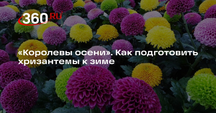 Садовод Туманов: корейские сорта хризантем переживут зиму на открытой клумбе