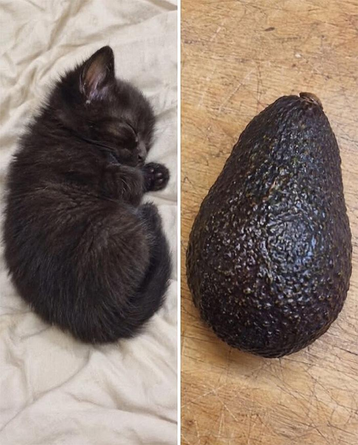 Коты похожи на еду: подборка фотографий