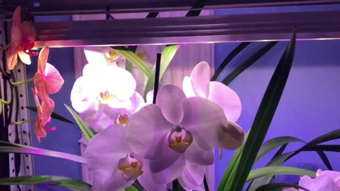 Какая простая уловка способна «разбудить» орхидеи и заставить их цвести зимой