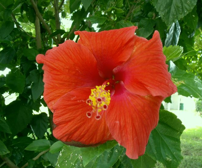 Комнатные растения в интерьере квартиры (112 фото)