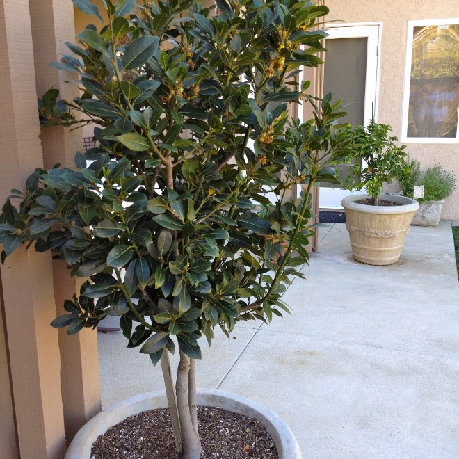 Комнатные растения в интерьере квартиры (112 фото)