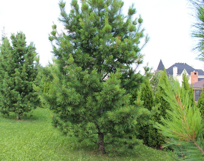 Хвойные растения для сада: выбираем самые неприхотливые культуры (65 фото)