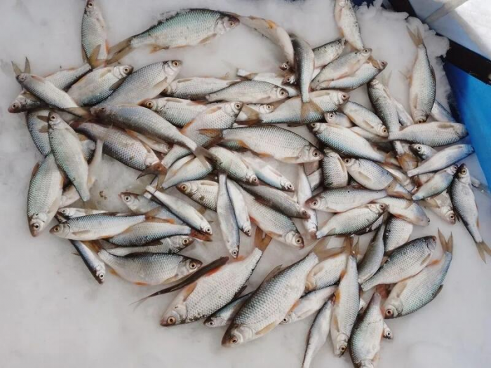 Рыбаки Алтайского края показали солидные последние уловы марта