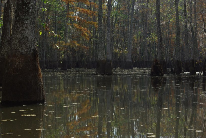 Лесник рассказал, почему болото засасывает и что делать, если попал в трясину