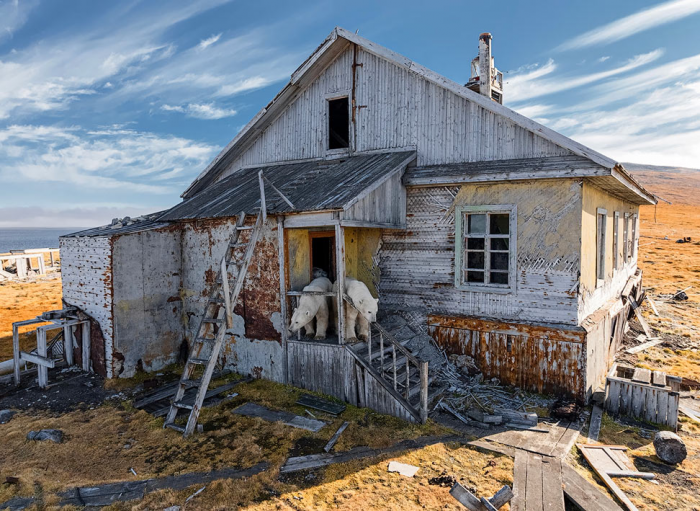Когда приходят белые медведи