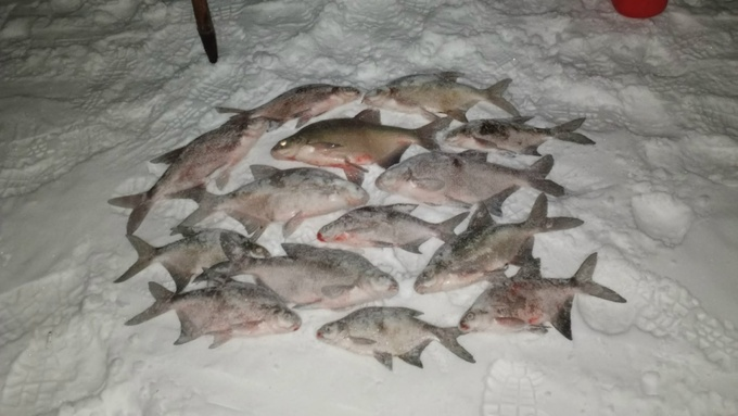 Рыбаки Алтайского края показали солидные последние уловы марта