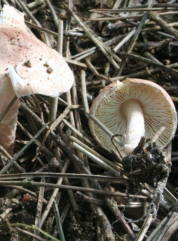 Гриб-зонтик: описание, фото, рецепты. Где и как собирать, что приготовить