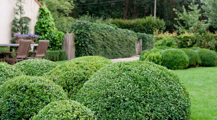 Неприхотливые декоративные кустарники в ландшафтном дизайне: фото и описания (56 фото)