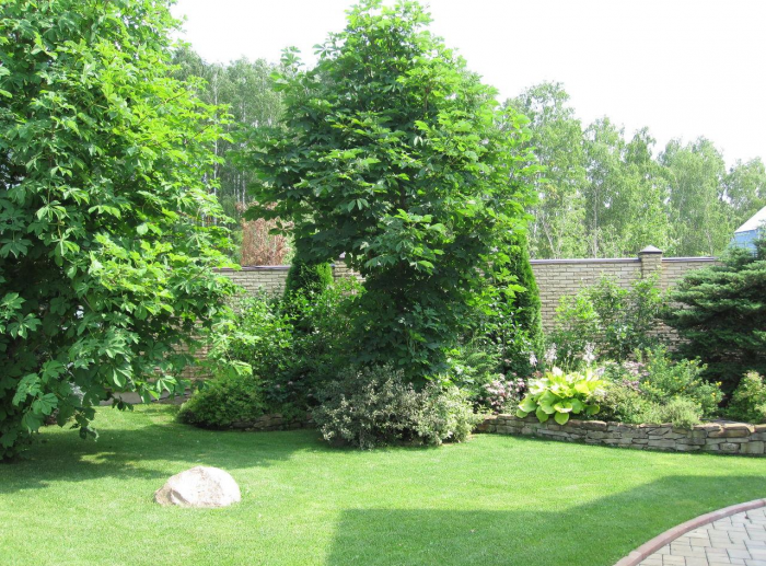 Неприхотливые декоративные кустарники в ландшафтном дизайне: фото и описания (56 фото)