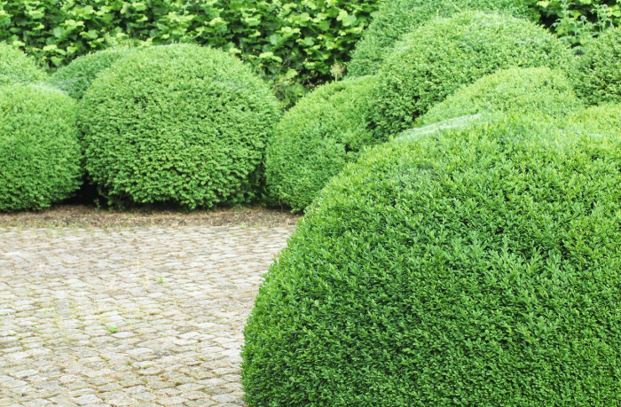 Неприхотливые декоративные кустарники в ландшафтном дизайне: фото и описания (56 фото)