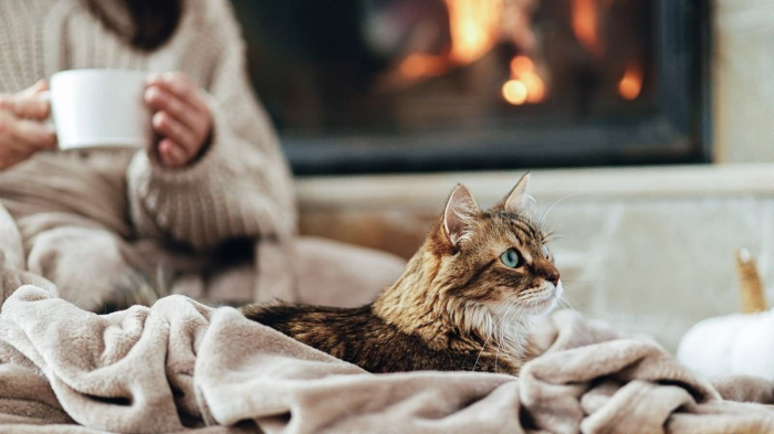 Люди, которые любят кошек, обладают этими особыми чертами характера