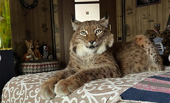 Женщина в Сибири выходила подобранную рысь и оставила ее дома как кошку